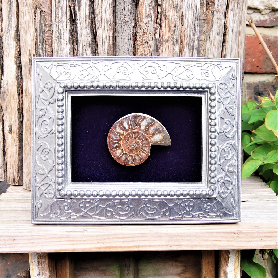 Polished ammonite in decorative frame
