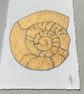 Gold Ammonite card  - Image 2