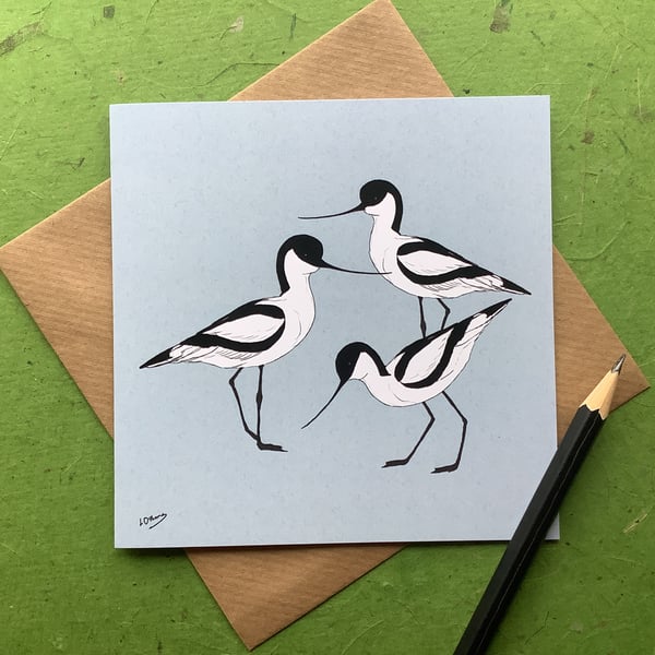 Avocets - greetings card. Birds. Wildlife.