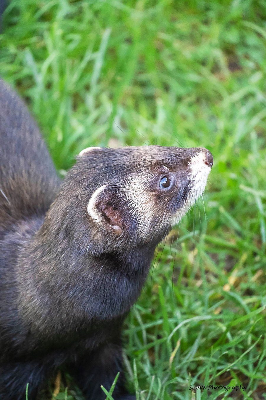European Polecat Original A4 Hand-Signed Mounted Photo