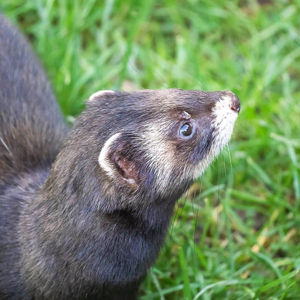 European Polecat Original A4 Hand-Signed Mounted Photo