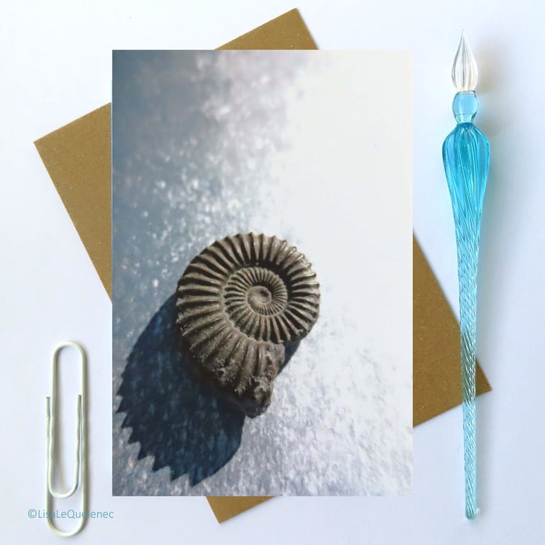 Ammonite blank greeting card notecard fossil spiral photograph cello free