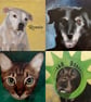Custom Pet Portrait Original Oil Painting on Canvas Panel 20x20cm DavidNicolArt