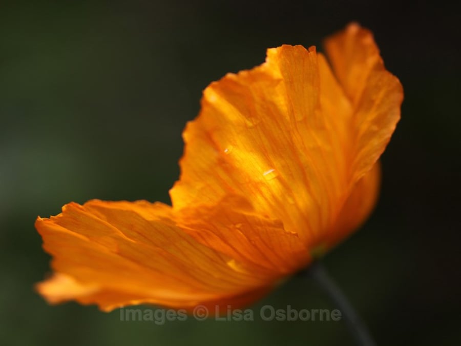 Welsh Poppy - print