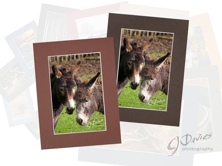 CJ141 - Donkeys