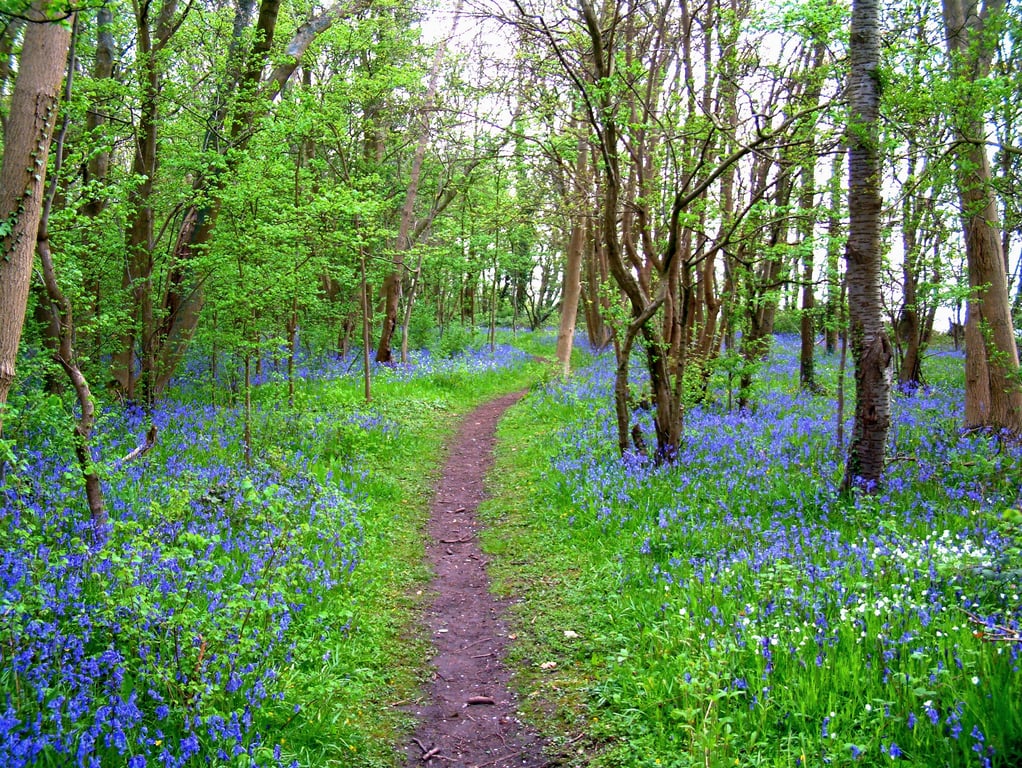 A walk through the bluebells in the Forest of dean Gloucestershire