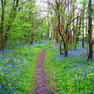 A walk yhrough the bluebells in the Forest of dean Gloucestershire