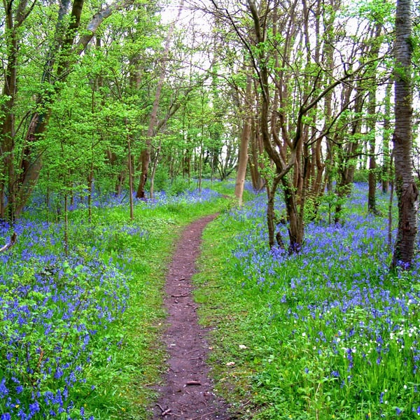 A walk yhrough the bluebells in the Forest of dean Gloucestershire