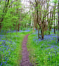 A walk yhrough the bluebells in the Forest of dean Gloucestershire