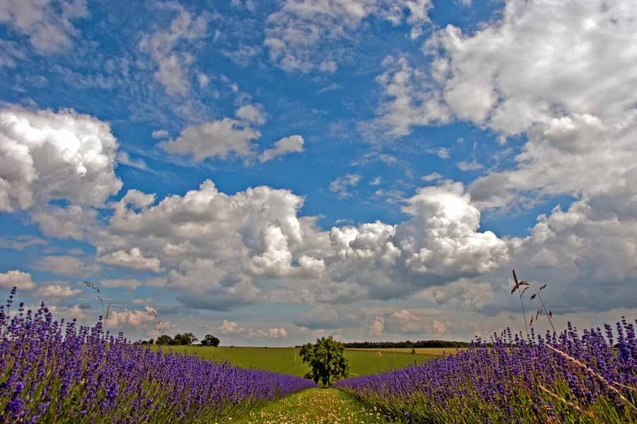 Lavender Field Purple Flowers Cotswolds UK Photograph Print