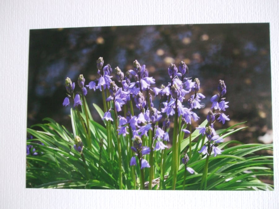 Photographic greetings card of Bluebells.