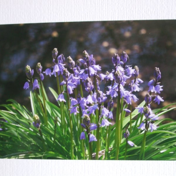 Photographic greetings card of Bluebells.