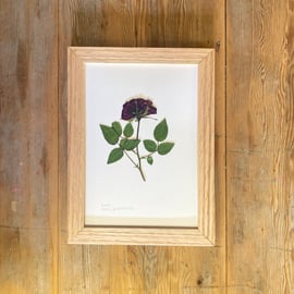 Pressed Rose flower - A5