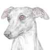 Jim the Whippet - Birthday Card