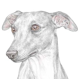 Jim the Whippet - Birthday Card