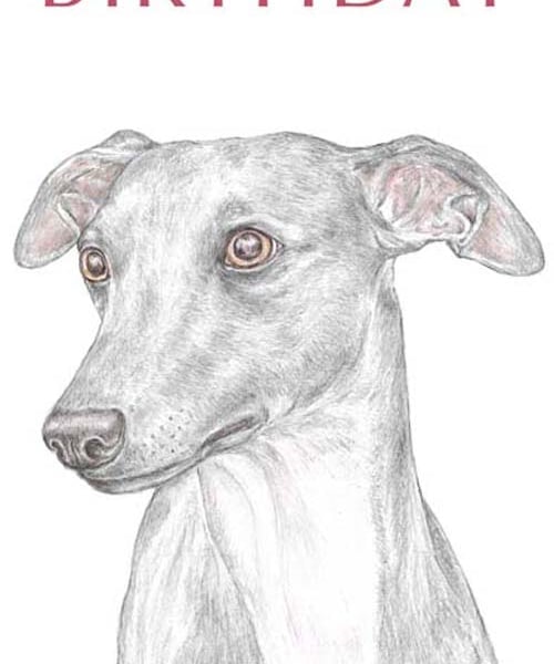 Jim the Whippet - Birthday Card