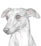 Jim the Whippet - Birthday Card