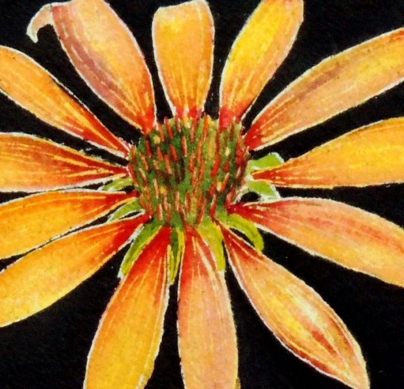 Original Botanical Watercolour of Oange Cone Flower 