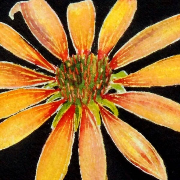 Original Botanical Watercolour of Oange Cone Flower 