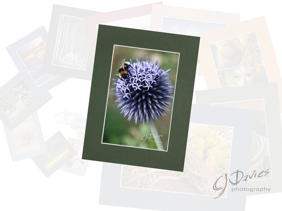 CJ116 - Bee on globe thistle