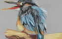 Fine Art Prints 