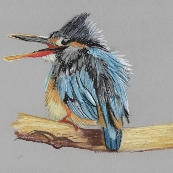 Scruffy Kingfisher A4 Fine Art Print 