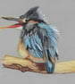 Scruffy Kingfisher A4 Fine Art Print  - Image 1