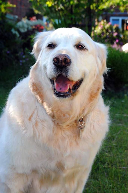 Golden Retriever Dog Canine Portrait Photograph Print