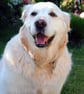 Golden Retriever Dog Canine Portrait Photograph Print - Image 1