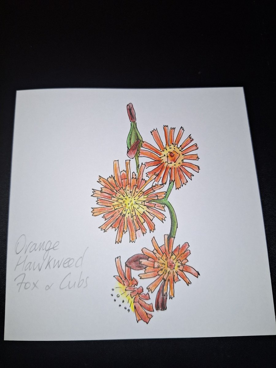 Original Handpainted Greetings Card- Orange Hawkweed