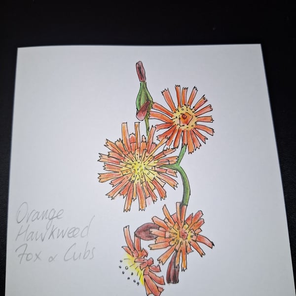 Original Handpainted Greetings Card- Orange Hawkweed