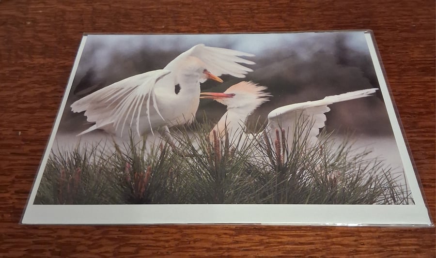 PACK OF 8 WATER BIRD BLANK CARDS