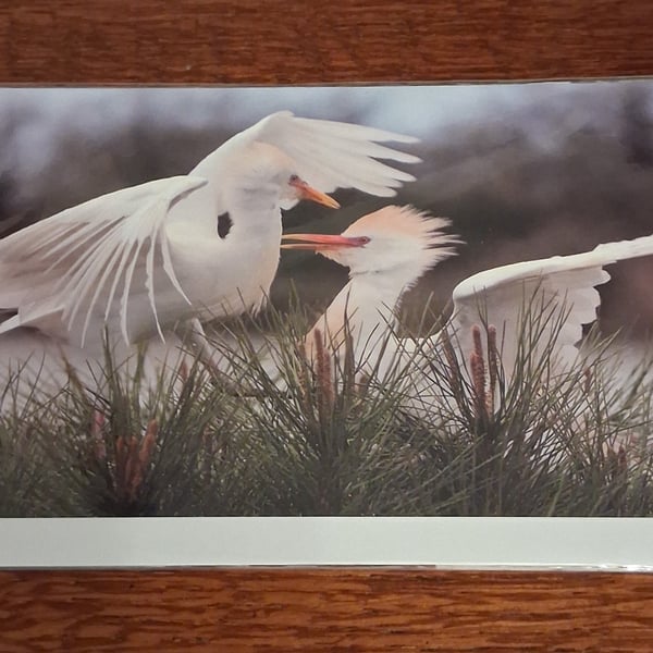 PACK OF 8 WATER BIRD BLANK CARDS
