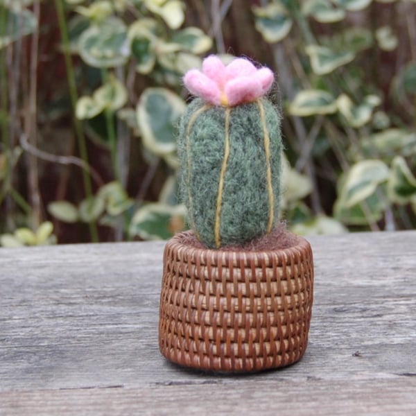 Needle Felt Wool Cactus Displayed in a woven pot.