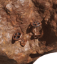 Copper Peace Sign Stud Earrings, 7th Anniversary, Peace & Harmony Lovers Gift. - Image 10