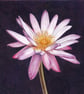Greetings Card - Blank - Waterlily - Image 3