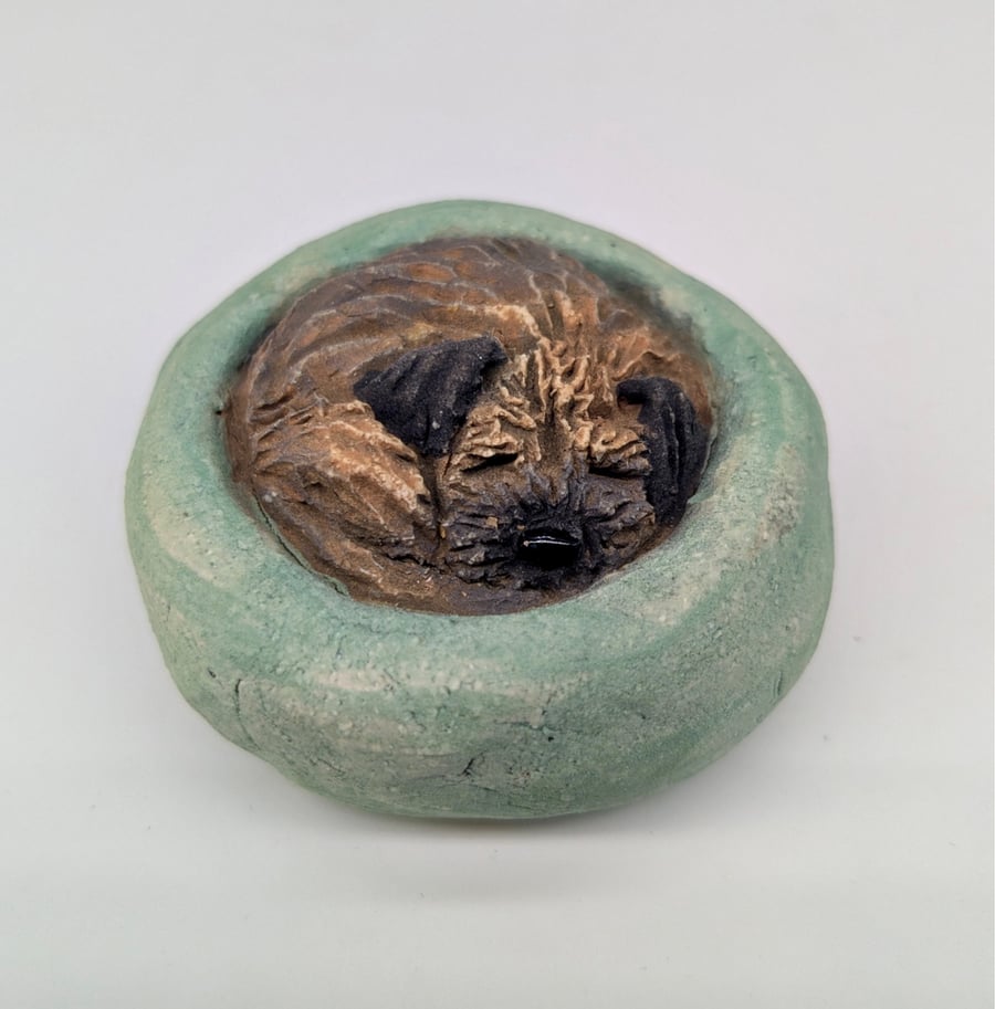 Yorkshire Pudding Border Terrier - 10