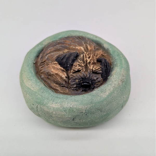 Yorkshire Pudding Border Terrier - 10