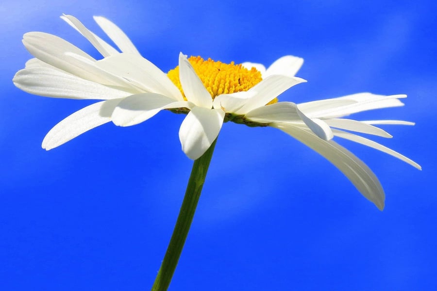 Daisy Blue.  A card left blank inside for your own message.