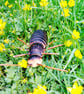 It's a Bug just a Bug. - Image 5