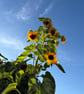 SUNFLOWER FIELDS IN FRANCE CERAMIC STONEWARE DISH - Image 3