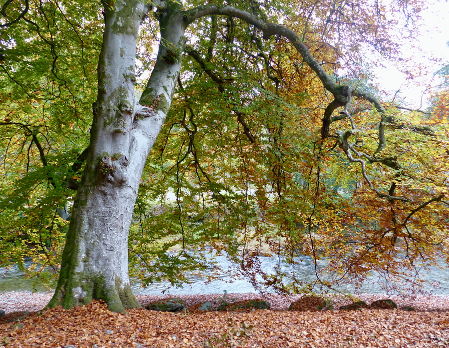 Woodland Walk by the Wye River