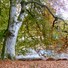 Woodland Walk by the Wye River