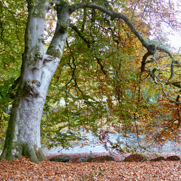 Woodland Walk by the Wye River