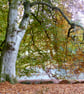 Woodland Walk by the Wye River