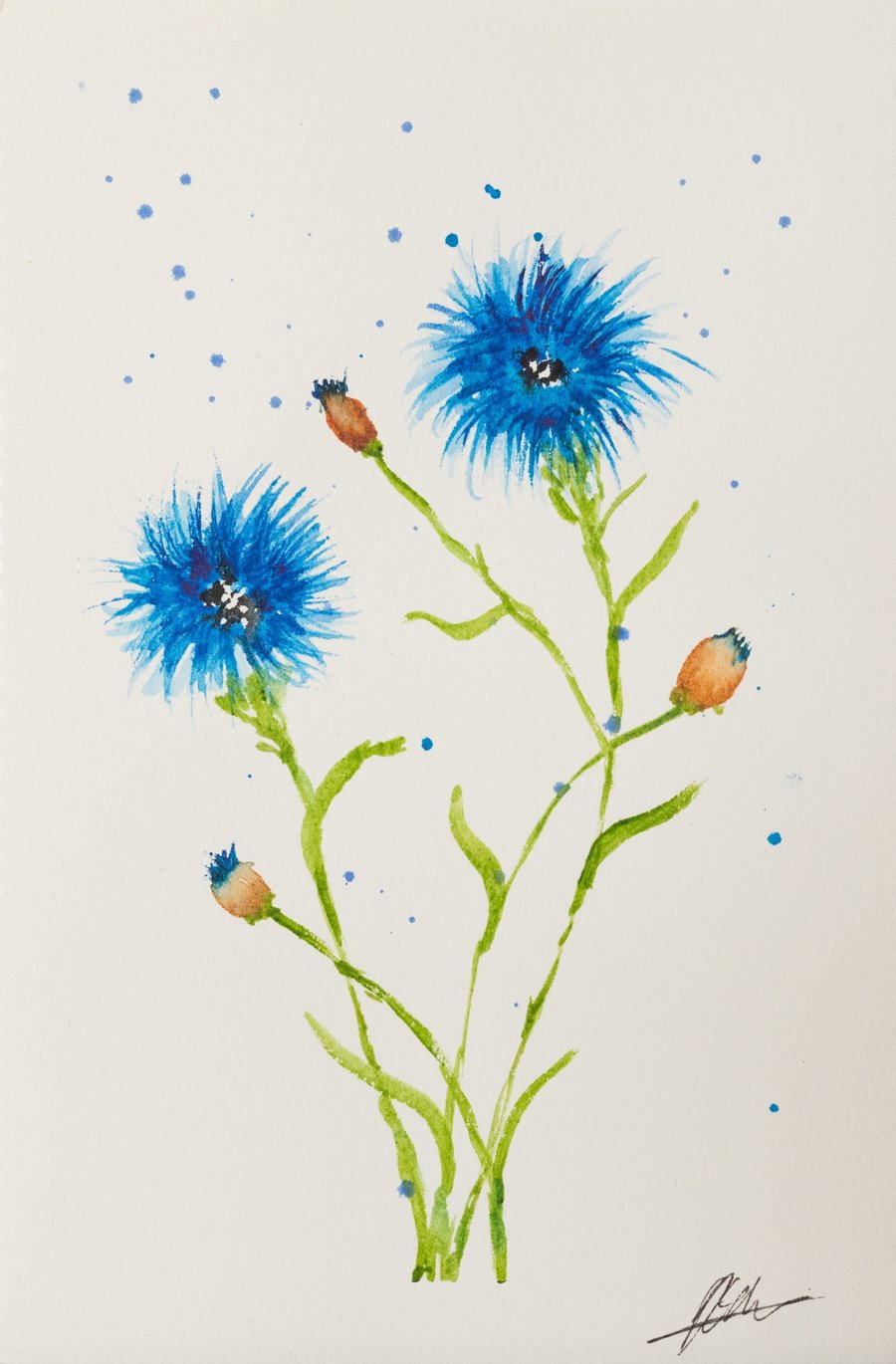 Among the Cornflowers-Simply Blue
