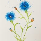 Among the Cornflowers-Simply Blue