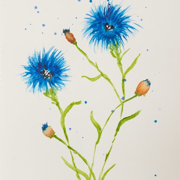 Among the Cornflowers-Simply Blue