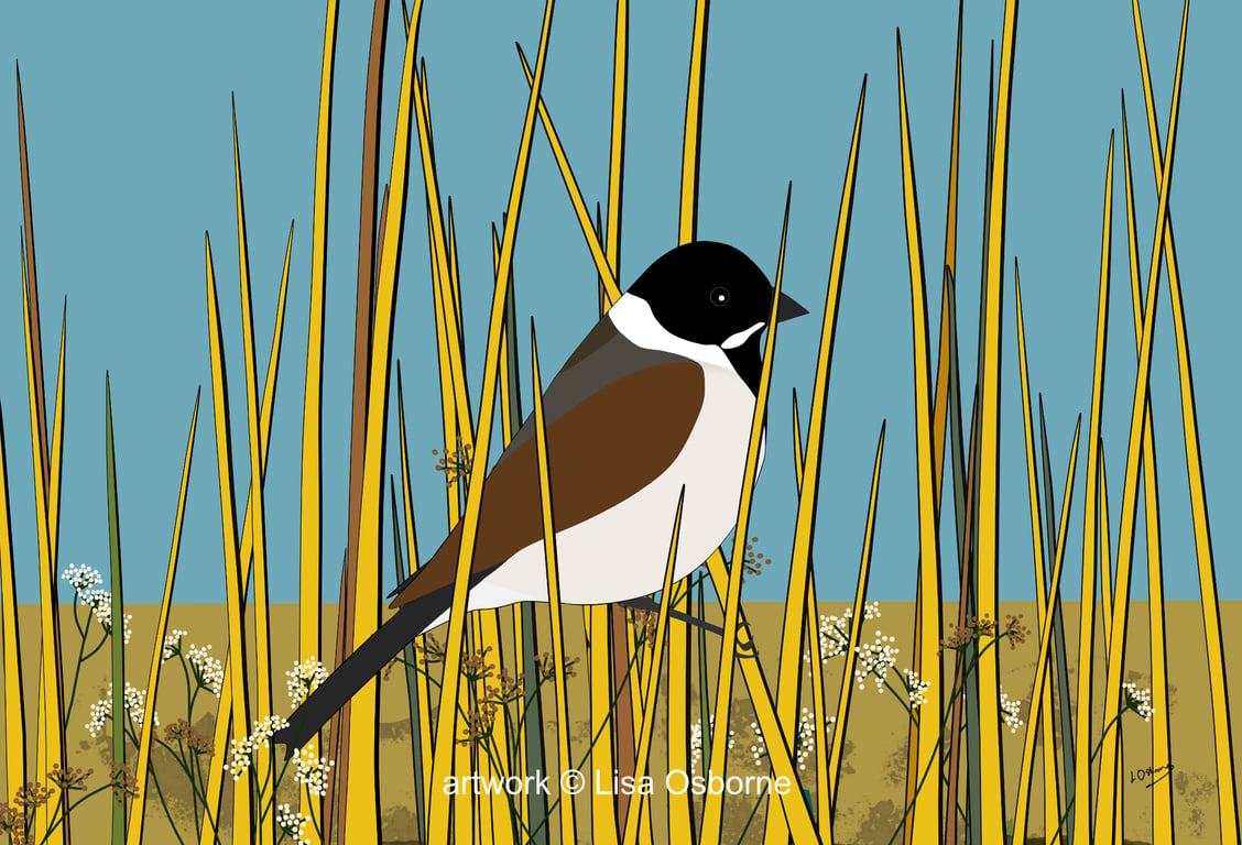 Reed bunting - bird art - bird print 