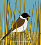 Reed bunting - bird art - bird print 